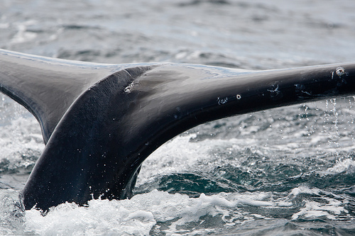 Humpback Whale, Megaptera novaeangliae 29 July 2010